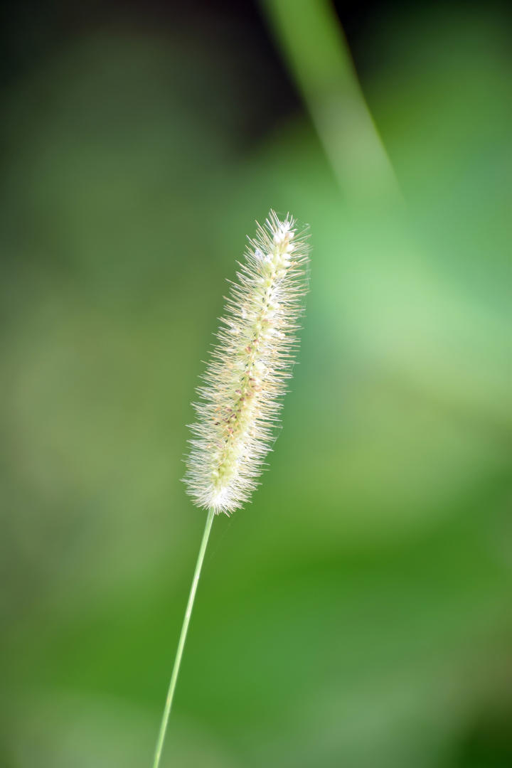 刚出生十几天的小金毛